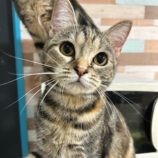 3月10日瑞穂店に参加するまたたび家の保護猫13