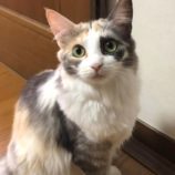 3月17日新田店に参加する猫びよりの保護猫04