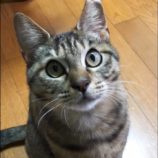 3月17日新田店に参加する猫びよりの保護猫07