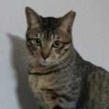 3月17日新田店に参加する猫びよりの保護猫15