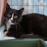 3月9日幸手店に参加するNPO法人Happy-Wildcatsの保護猫01