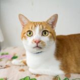 3月9日幸手店に参加するNPO法人Happy-Wildcatsの保護猫02