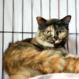 3月9日幸手店に参加するNPO法人Happy-Wildcatsの保護猫03