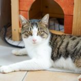 3月9日幸手店に参加するNPO法人Happy-Wildcatsの保護猫05