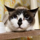 4月7日八千代店に参加する美浜ねこの会の保護猫01