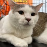 4月7日八千代店に参加する美浜ねこの会の保護猫02