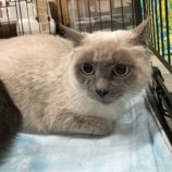 4月7日八千代店に参加する美浜ねこの会の保護猫03