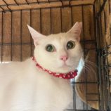 4月7日八千代店に参加する美浜ねこの会の保護猫05