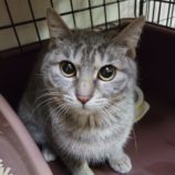 4月7日八千代店に参加する美浜ねこの会の保護猫06