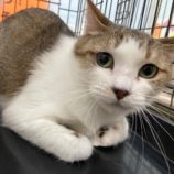 4月7日八千代店に参加する美浜ねこの会の保護猫08