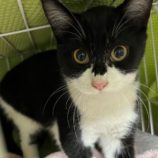 4月7日八千代店に参加する美浜ねこの会の保護猫09