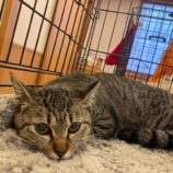 4月7日八千代店に参加する美浜ねこの会の保護猫11