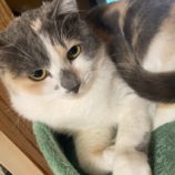 4月7日八千代店に参加する美浜ねこの会の保護猫12