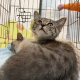 4月7日八千代店に参加する美浜ねこの会の保護猫13