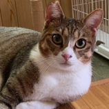 4月7日八千代店に参加する美この会の保護猫14