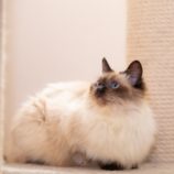 4月28日荒川沖店に参加する犬猫物語の保護猫01