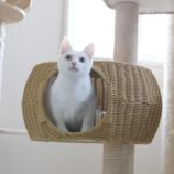 4月28日荒川沖店に参加する犬猫物語の保護猫02