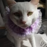 4月28日荒川沖店に参加する犬猫物語の保護猫03