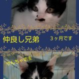 4月28日荒川沖店に参加する犬猫物語の保護猫06