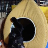 4月21日千代田店に参加するアニマルフレンドの保護猫02