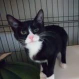 4月21日千代田店に参加するアニマルフレンドの保護猫03