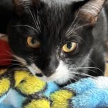 4月21日千代田店に参加するアニマルフレンドの保護猫04