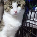 4月21日千代田店に参加するアニマルフレンドの保護猫05