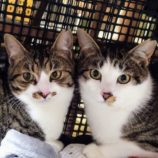 4月21日千代田店に参加するアニマルフレンドの保護猫06