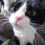 4月21日千代田店に参加するアニマルフレンドの保護猫07