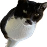 4月21日千代田店に参加するアニマルフレンドの保護猫08