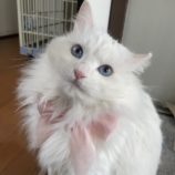 4月14日ひたちなか店に参加するネコスペ事務局の保護猫01