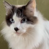 4月14日ひたちなか店に参加するネコスペ事務局の保護猫02