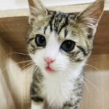 4月14日ひたちなか店に参加するネコスペ事務局の保護猫03