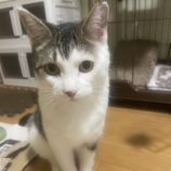 4月14日ひたちなか店に参加するネコスペ事務局の保護猫04