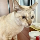 4月14日ひたちなか店に参加するネコスペ事務局の保護猫05