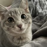 4月14日ひたちなか店に参加するネコスペ事務局の保護猫06