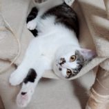 4月14日ひたちなか店に参加するネコスペ事務局の保護猫07