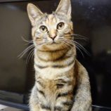 4月14日ひたちなか店に参加するネコスペ事務局の保護猫08