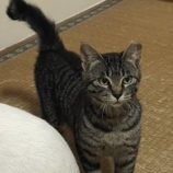 4月14日ひたちなか店に参加するネコスペ事務局の保護猫09