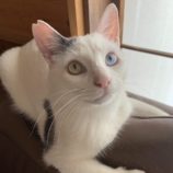 4月14日ひたちなか店に参加するネコスペ事務局の保護猫10