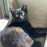 4月14日ひたちなか店に参加するネコスペ事務局の保護猫11