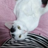 4月14日ひたちなか店に参加するネコスペ事務局の保護猫12