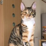 4月14日ひたちなか店に参加するネコスペ事務局の保護猫13