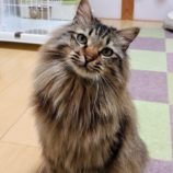 4月14日ひたちなか店に参加するネコスペ事務局の保護猫14