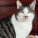 4月14日ひたちなか店に参加するネコスペ事務局の保護猫15