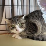 4月14日ひたちなか店に参加するネコスペ事務局の保護猫16