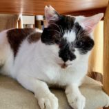 4月14日ひたちなか店に参加するネコスペ事務局の保護猫18