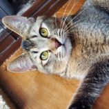 4月14日ひたちなか店に参加するネコスペ事務局の保護猫19