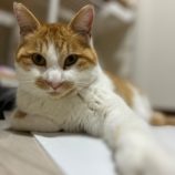 4月7日君津店に参加する猫レンジャーの保護猫01
