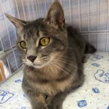 4月7日君津店に参加する猫レンジャーの保護猫02